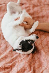 Kaboompics - Upside-Down Small Dog Getting a Belly Rub on Pink Bedding, Pet Care and Home Lifestyle