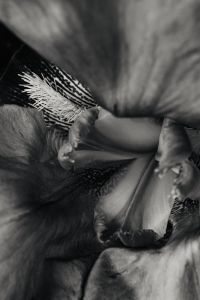 Kaboompics - Black and White Macro of an Iris Flower