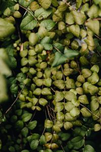 Kaboompics - Soft-Focus Green Leaf Foliage in a Woodland
