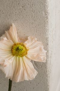 Kaboompics - Soft Flower Styling on Soft White Textile
