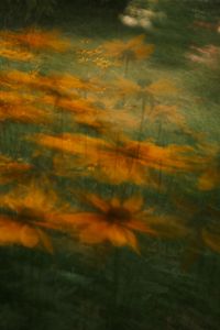 Kaboompics - Orange Flower Garden Motion Blur