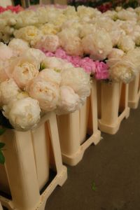 Kaboompics - Cream and Blush Peonies in a Flower Shop Display