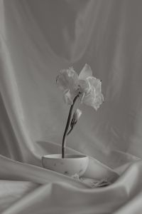 Kaboompics - Monochrome White Floral Still Life on Soft Draped Fabric