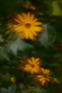 Kaboompics - Soft Focus Orange Flowers in Green Foliage