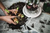 Kaboompics - Woman planting seedlings on a newspaper cover table