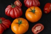 Kaboompics - Red and Orange Tomatoes on a Black Background