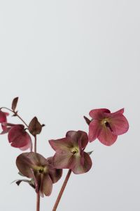 Kaboompics - Burgundy Hellebores Framed Against a Minimal White Background