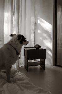 Kaboompics - Small Dog beside Black Sideboard in a Soft Focus Neutral Interior