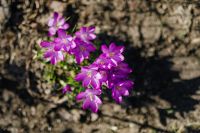 Kaboompics - Purple crocuses blooming in spring