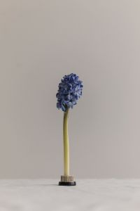 Kaboompics - Blue Hyacinth Stem Rising through a Minimal Neutral Background