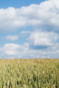 Kaboompics - Field of grain