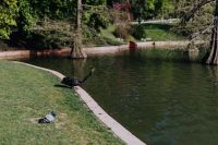 Kaboompics - The black swan and pigeon