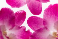 Kaboompics - Extreme Close Up Of Orchid Petals With Soft Texture