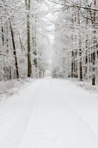 Kaboompics - Snowy Forest Road Through Frosted Trees