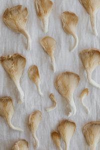 Kaboompics - Dried White Mushrooms Arranged on White Fabric