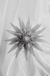Kaboompics - Aechmea Fasciata Plant in a Neutral Room
