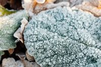 Kaboompics - Extreme Close-Up of Ice Crystals Along a Leaf Vein for Abstract Nature Backgrounds