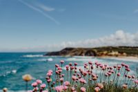 Kaboompics - Cluster of Pink Flowers Growing at the Ocean's Edge, Portugal