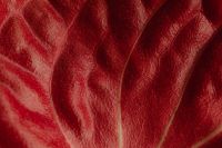 Kaboompics - Deep Red Botanical Leaf Texture with Curved Veins and Shimmering Folds