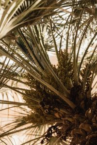 Kaboompics - Palm Fronds and Dried Fruit Clusters in Sunlight