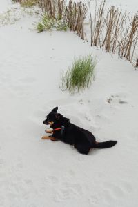 Kaboompics - Black and Tan Dog Resting on Sand beside Dune Grass, Quiet Coastal Pet Portrait
