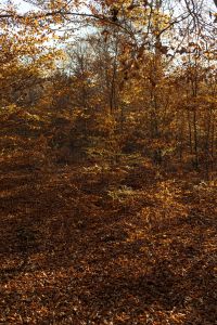 Kaboompics - Leaf Covered Path Through Dense Autumn Woodland