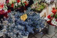 Kaboompics - Blue Eryngium Bouquets with a €7.50 Price Tag