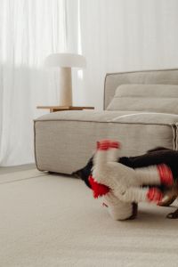 Kaboompics - Motion Blur of a Small Dog Playing with a Plush Toy