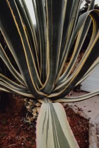 Kaboompics - Plants of Portugal