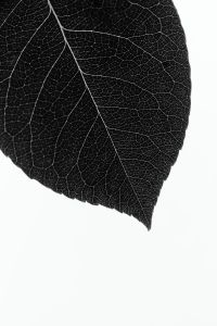 Kaboompics - Single Leaf Minimal Black And White Botanical Wallpaper Texture