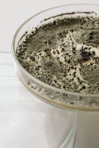 Kaboompics - Fuzzy Green Mold Culture in Petri Dish, Side View