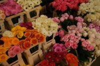 Kaboompics - Colorful Gerberas and Peonies in a Flower Market Display