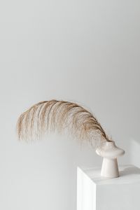 Kaboompics - Dried Pampas Plume in White Sculptural Vase on White Background