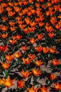 Kaboompics - Orange Tulip Flower Bed with Fresh Green Leaves