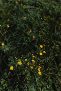 Kaboompics - Small Yellow Wildflowers Blooming Among Dark Green Grass