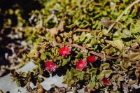 Kaboompics - Succulents with Red Blossoms in a Mediterranean Rock Garden