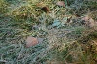 Kaboompics - Dewy Grass and Fallen Oak Leaf in an Autumn Meadow