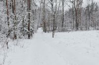 Kaboompics - Snow-covered Trees