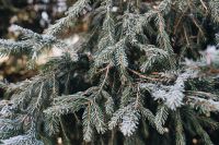 Kaboompics - Snow-Dusted Evergreen Spruce Branches in a Winter Forest, Natural Foliage Background