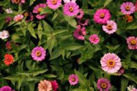 Kaboompics - Pink and Magenta Garden Flowers
