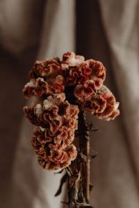 Kaboompics - Dried Flower Cluster in Warm Neutral Light, Soft-Focus Floral Still Life Background