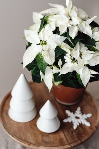 Kaboompics - White Poinsettia Arrangement with Paper Christmas Trees