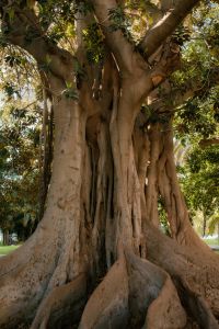 Kaboompics - Ancient Fig Tree Trunk and Roots