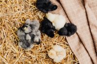 Kaboompics - White Baby Chick Among Black Chicks