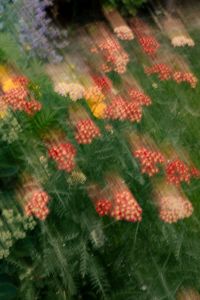 Kaboompics - Red and Peach Flower Clusters in a Blurred Garden