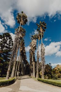 Kaboompics - Cluster of Tall Palms Framing a Cloudy Blue Sky