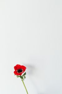 Kaboompics - Single Red Poppy Flower on White Background with Copy Space, Minimalist Floral Still Life