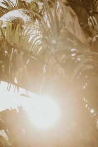 Kaboompics - Soft Sun Flare through Tropical Palm Foliage