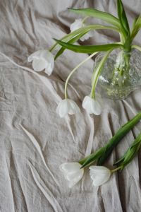 Kaboompics - White Tulips and Green Stems in a Textured Glass Vase, Spring Floral Styling