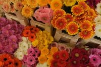 Kaboompics - Pink and Orange Gerbera Daisies in Flower Market Crates